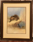 Oil On Board Painting Of An Otter.  Framed And Mounted 