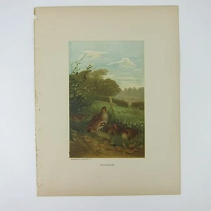 Antik 1898 Viktorianische Kunst Vogel Druck Lithographie Rebhuhn Wachtel Louis Prang - Bild 1 von 16