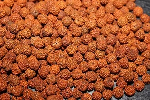 LOOSE RUDRAKSHA RUDRAKSH 6 MM 6MM  BEADS HINDU YOGA MEDITATION WHOLESALE JAPA OM - Picture 1 of 4