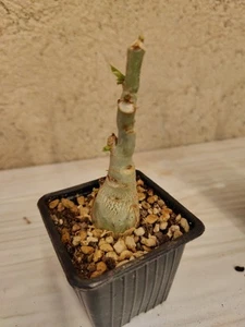 CYPHOSTEMMA (CISSUS) JUTTAE Caudex Of 8 X 2 cm. Two Years of Age. - Imagen 1 de 4