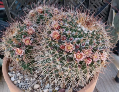 Mammillaria amajacensis Large Cotton Protected Tubercles Cactus 86 - Image 1 of 4