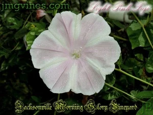Light Pink Fuji Japanese Morning Glory 6 Qty - Picture 1 of 7