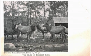 Brooklyn Eagle Elks Prospect Park UNUSED 1905 NYC - Picture 1 of 2