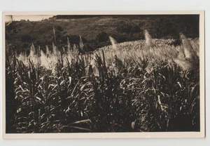 RPPC Field of SUGARCANE St. Thomas US Virgin Islands  Caribbean Postcard - Picture 1 of 2