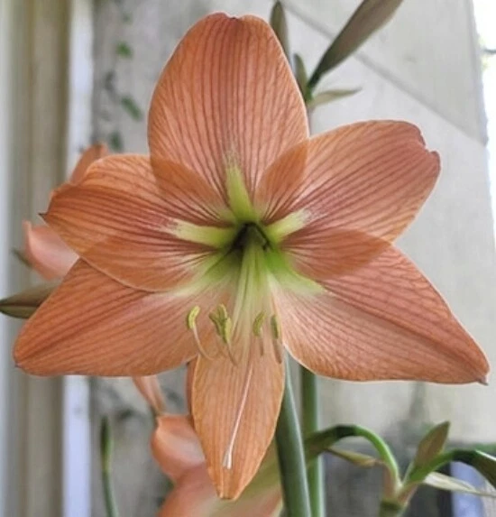 PROMISE AMARYLLIS HIPPEASTRUM Seeds - Qty 15 - Fresh from 2025 Foto 1 de 1