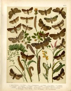 1870 BERGE CHROMOLITHO Pfeilfalter, Brokat, silberne Bögen, Punktfalter, rustikal, .. - Bild 1 von 3