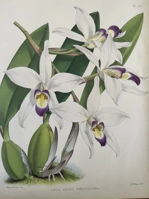Litografía de orquídea 1887 color a mano John Nugent Fitch Laelia Anceps Percivaliana Foto 1 de 4
