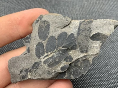 Rare Fossil Plant Leaf Specimen (Unidentified sp), Carboniferous - England, UK - Image 1 of 2