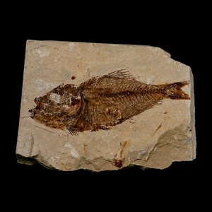 2.8" Armigatus Fossil Fish Plate Cretaceous Dinosaur Age Hakel Lebanon - Picture 1 of 6