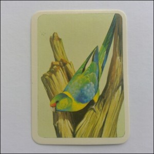 Tuckfield's Australiana Series Birds No. 103 Ring-Necked Parrot (Tuck2)