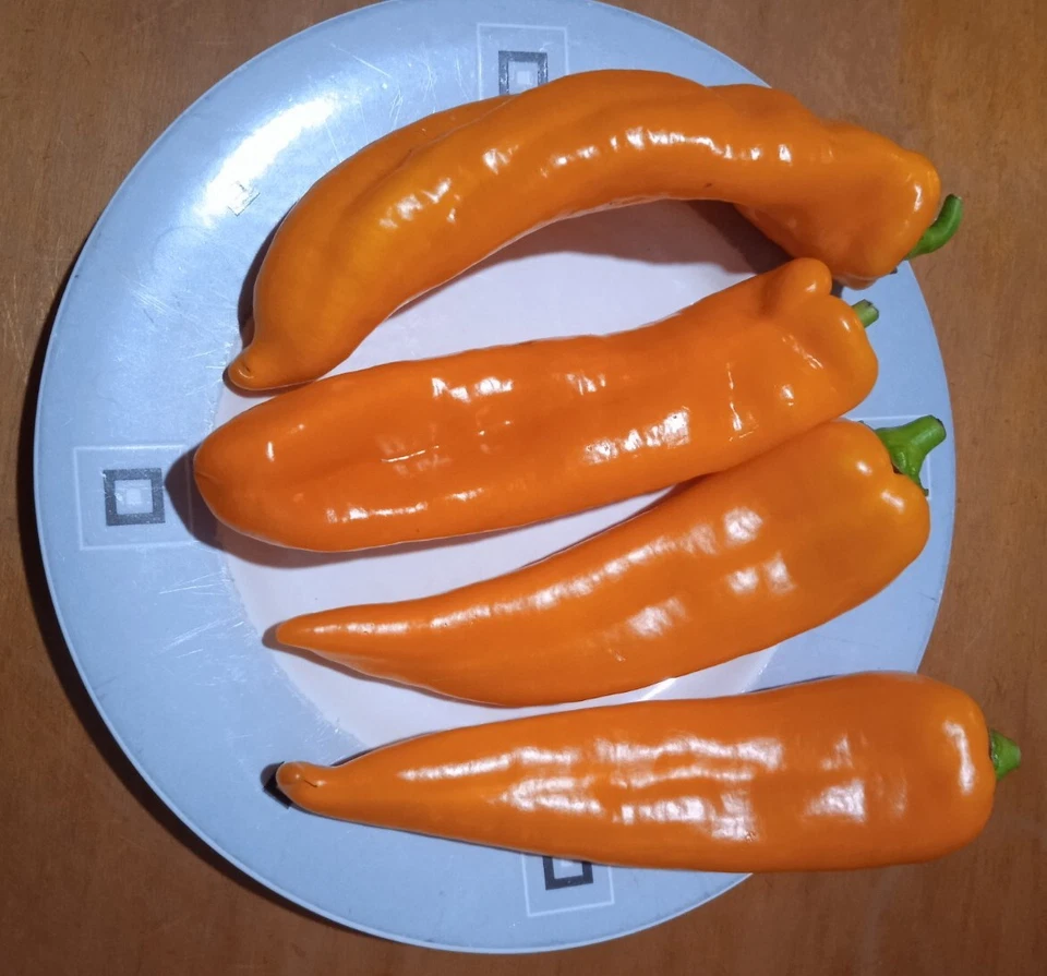 70 semi peperone corno  arancione ( peperoni ) semi.italiani - Immagine 1 di 1