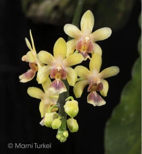FLASK: Phalaenopsis delicious hookeriana MINIATURE UNCOMMON, WARM orchid species - Picture 1 of 6