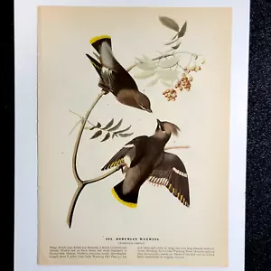 1944 Vintage Audubon Bird Book Print - Bohemian Waxwing / White-Winged Crossbill - Bild 1 von 2
