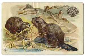 Beaver Arm & Hammer Interesting Animals Card Church & Co #60 1898 - Picture 1 of 2