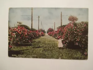 Galveston Texas Postcard Oleander Esplanade 1920 TX - Picture 1 of 2