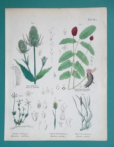 HEILPFLANZEN Fuchsschwanz Kükenkraut Wildteesel Great Burnet - 1845 FARBDRUCK - Bild 1 von 1