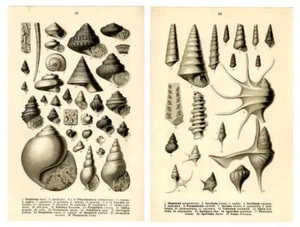 1910 FRAAS PREHISTORIC FOSSILS LITHOGRAPHS dentalium, shells, snails, gastropods - Picture 1 of 5