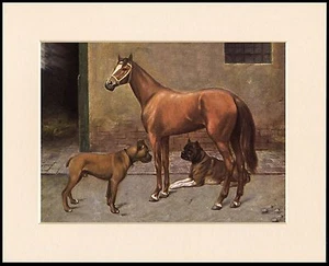 BOXER HUNDE UND PFERD SCHÖNER HUNDEDRUCK MONTIERT RAHMENFERTIG - Bild 1 von 1