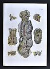 1879 Bock Human Anatomy Print - Nervous System Trunk Torso Organs & Throat Mouth