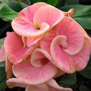 Corona de Espinas Rosa Arco Iris Tailandés Híbrido Cristo Planta Euphorbia Milii - Imagen 1 de 5