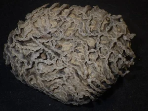 Chain Coral Halysite 15.0 oz - Picture 1 of 3