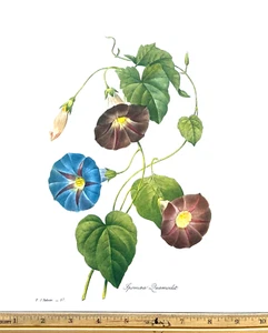 Redoute Flowers #57 SPOMAEA MORNING GLORY  BOTANICAL ART BK Plate SUPERB PRINT - Picture 1 of 1