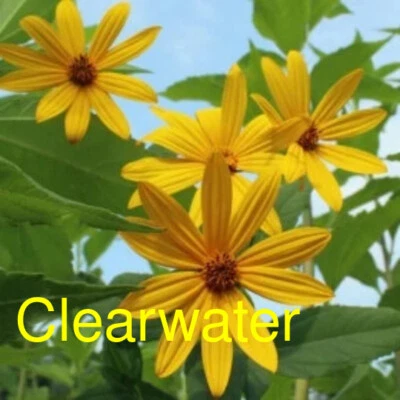 Clearwater Variety Sunchoke Tubers - Jerusalem Artichoke - Organic - Mild Flavor - Image 1 of 3