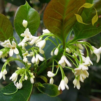 TEA OLIVE Osmanthus Fragrans - 10+ SEEDS - Image 1 of 4