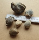 Wundervolle Brachiopoden aus dem Jurazeitalter - Fossilien - alte Sammlung
