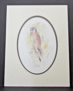 Birds of Prey by James Stevens Mounted Prints - Picture 1 of 3