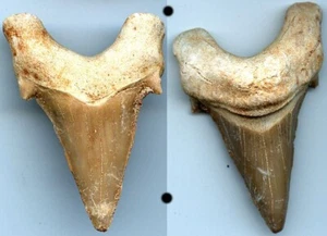 Enorme diente de tiburón oblicuo Lamna del período Eoceno, 37,5 a 54 millones de años - Imagen 1 de 1