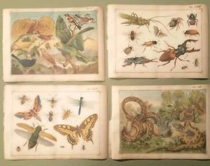 Lotto n. 12 Litografie Mondo Animale, vegetale e minerale Metà ‘800 (H25)  - Imagen 1 de 3