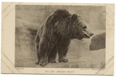 Zoological Society Of London Regent's Park Brown Bear No. 33 Postcard - Image 1 of 2