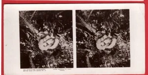 BRITISH WILD LIFE COUNTRYSIDE SERIES. YOUNG KESTRELS AT DINNER. STEREOGRAPH RP - Picture 1 of 2