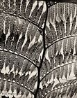1955 Vintage BRETT WESTON Riesenfern botanisch abstrakt Originalfotogravur