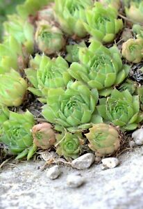 JOUBARBE Tectorum x 2 plantes / vivaces / succulentes/ extérieur / se multiplie