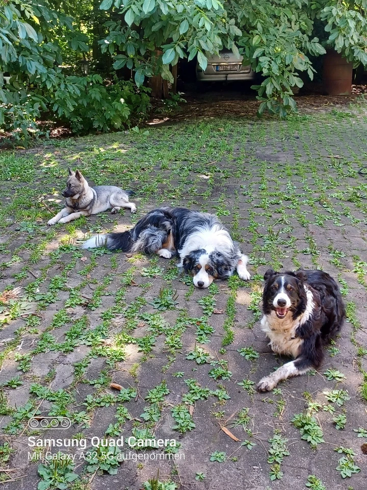 Aus Tierheilpraxis; Kräuter für Hunde; ( 10 Gramm ) auch für Welpen ; mit Ingwer - Bild 1 von 3