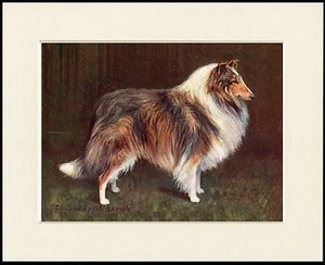 ROUGH COLLIE LOVELY NAMED CHAMPION DOG PRINT MOUNTED READY TO FRAME - Picture 1 of 1
