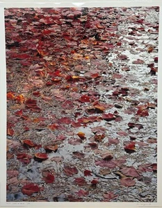 Original JOHN WAWRZONEK 'Leaves on Water' AUTUMN RED Landscape Signed PHOTOGRAPH - Picture 1 of 14