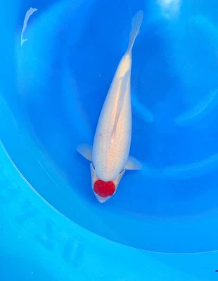 22” FEMALE TORAZO TANCHO  High Quality JAPANESE Koi live fish standard fin A1koi - Image 1 of 2