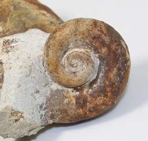 Schnecke, Geschiebe, Ordovizium, Damsdorf, Deutschland -c737 - Bild 1 von 6