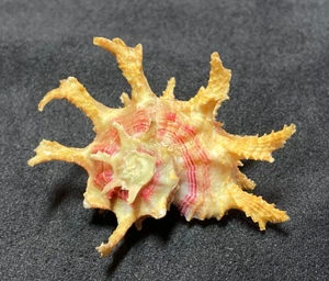 ANGARIIDAE Angaria formosa GOLD 46.7mm Mindanao, Philippines 2014 - Exceptional! - Picture 1 of 6