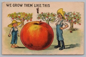 Postcard We Grow Them Like This Apples Nebraska Exaggeration Tall Tale Posted - Picture 1 of 2