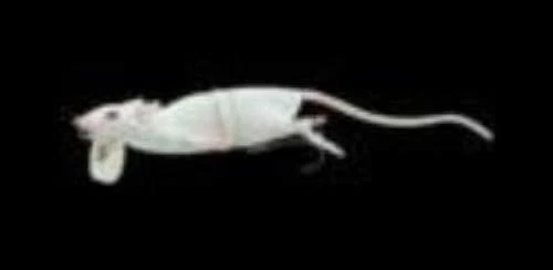 Savage Gear 3d Rad Rat Bait Topwater 7.75in 1oz White