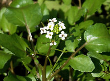 echte Brunnenkresse Samen, Nasturtium officinale,scharfe Wasserkresse,winterhart