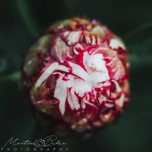 Pink Fuscia White Rose Bud Wall Art Print Various Sizes Fine Art Photography  - Picture 1 of 2