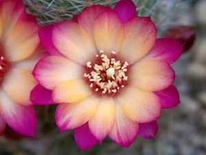 Mediolobivia Híbrido "Leopygmea" 1,8cm x 2,5cm - Imagen 1 de 2