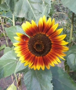 60 Semi di Girasole Rosso +omaggio - Foto 1 di 4