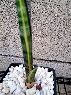Sansevieria Parva Stick Variegated Plant 10H Houseplant Succulent - Image 1 of 4