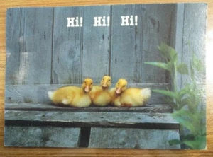Hola, hola, hi - Foto de Phoebe Dunn - Tarjeta postal - Imagen 1 de 2